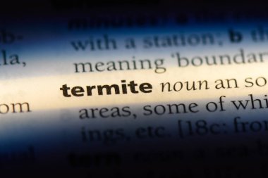 Termit Word'de bir sözlük. Termit kavramı.