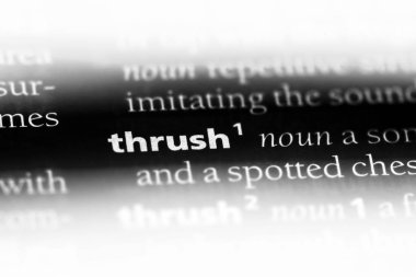 ardıç kuşu Word'de bir sözlük. ardıç kuşu kavramı.