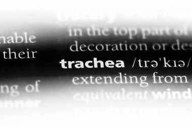 Trakea Word'de bir sözlük. Trakea kavramı.