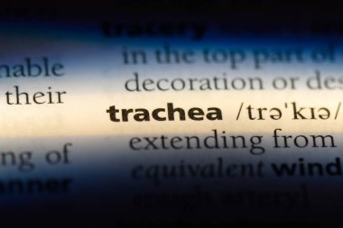 Trakea Word'de bir sözlük. Trakea kavramı.