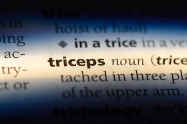 Triceps Word'de bir sözlük. Triceps kavramı.