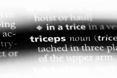Triceps Word'de bir sözlük. Triceps kavramı.