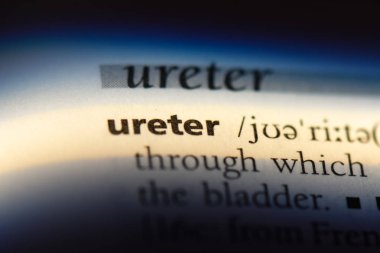 üreter Word'de bir sözlük. üreter kavramı.