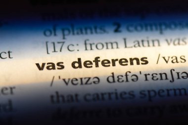 vas deferens Word'de bir sözlük. vas deferens kavramı.