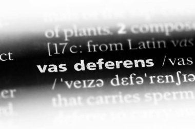 vas deferens Word'de bir sözlük. vas deferens kavramı.