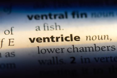 ventrikül Word'de bir sözlük. ventrikül kavramı.