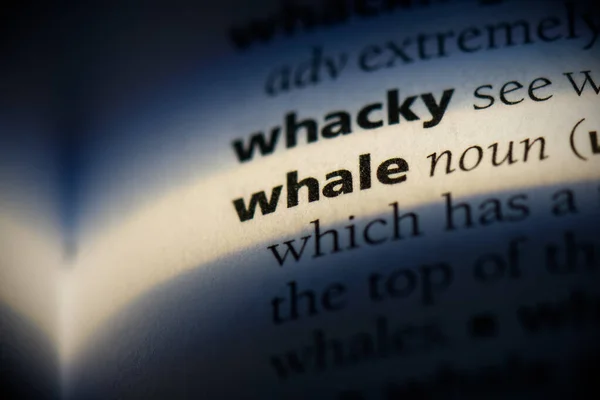 Whale — Stock Photo, Image