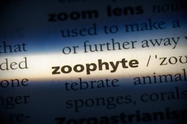 zoophyte