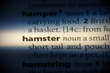hamster