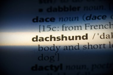 datchshund