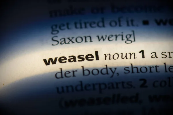 Weasel — Stock Photo, Image