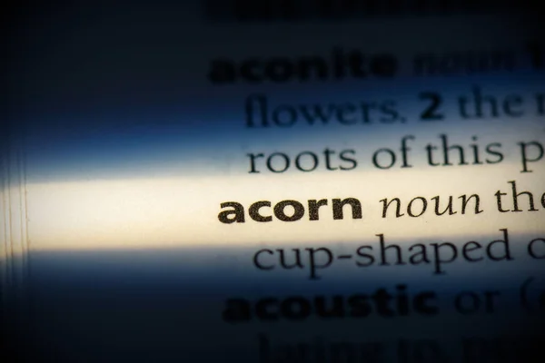 Acorn — Stock Photo, Image