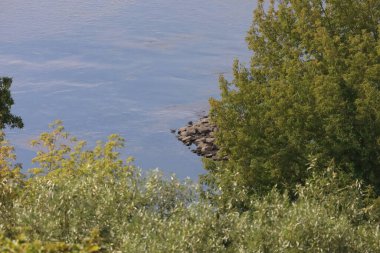 Vistula nehri Polonya ormanı su ağaçları doğa yeşili yaz manzarası Avrupa seyahati merkezi Avrupa nehir uyumu atmosferi
