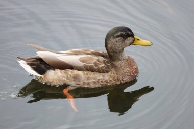 Svecha 'daki Chorna Voda Nehri' nde yüzen bir ördeğin tüylerin ve su dalgalanmalarının dokusunu yakalayan detaylı bir yakın çekimi. Vahşi yaşam ve doğa fotoğrafçılığı için ideal..