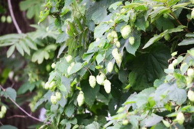 Bir çapraz örümcek, ağ, örümcek ve bitkinin karmaşık detaylarını vurgulayarak, hop dal catkins arasında kendi ağında dinlenir. Makro, doğa ve vahşi yaşam fotoğrafçılığı için mükemmel..