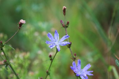 Yağmurdan sonra su damlacıklarıyla kaplı hindiba çiçeğinin (Cichorium intybus) yakın çekimi. Taze mavi yapraklar ve doğal doku makro, botanik ve doğa fotoğrafçılığı için mükemmel..