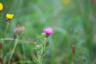 Süt devedikeni (Silybum marianum) dikenli yapraklar ve doğal dokuyu gösteren katran devedikeni olarak da bilinir. Makro, tıbbi ve botanik fotoğrafçılık için mükemmel..