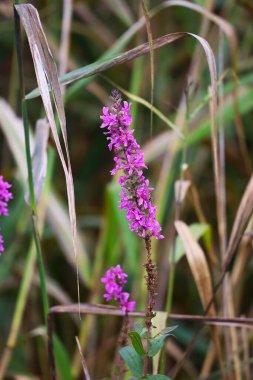Söğüt yapraklı gevşetici (Lythrum salicaria) çiçekli yakın çekim. Makro, botanik ve doğa fotoğrafçılığı, renklendirme ve doku için mükemmel..