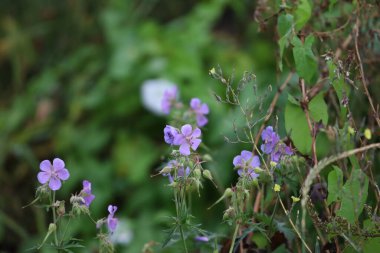 Vinç gagalı çiçekleri kapatın. Ayrıca sardunya olarak da bilinir. Parlak taç yaprakları ve yeşil yapraklar.
