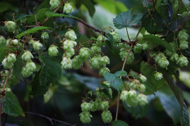 Yağmurdan sonra su damlacıkları olan siyah bir alder dalının üzerindeki kozalakları kapatın. Makro, botanik ve doku ve tazeliği gösteren doğa fotoğrafçılığı için mükemmel..