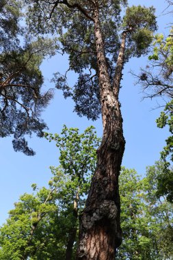 Açık mavi gökyüzüne karşı kozalaklı ve yaprak döken ağaç örtülerini kapatın. Yaprakları ve doğal dokuları vurgulayan doğa, orman ve manzara fotoğrafçılığı için mükemmel..