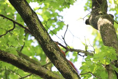 Ağaç dalına konmuş bir sincabın yanına. Vahşi yaşam, doğa ve makro fotoğrafçılık için mükemmel detaylar, kürk dokusu ve doğal çevre.