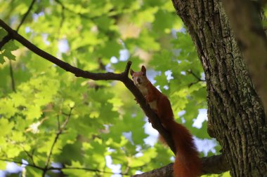 Ağaç dalında oturan sincabın yakınına. Hayvan detayları ve orman çevresini vurgulayan vahşi yaşam, doğa ve makro fotoğrafçılık için mükemmel..