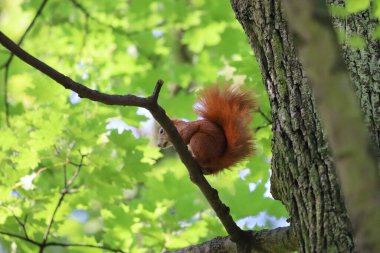 Ağaç dalında oturan sincabın yakınına. Hayvan detayları ve orman çevresini vurgulayan vahşi yaşam, doğa ve makro fotoğrafçılık için mükemmel..