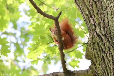 Ağaç dalında oturan sincabın yakınına. Hayvan detayları ve orman çevresini vurgulayan vahşi yaşam, doğa ve makro fotoğrafçılık için mükemmel..