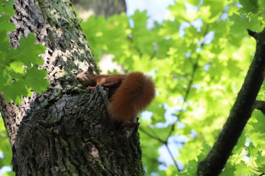 İçi boş bir ağaçtan çıkan kırmızı bir sincap. Hayvan davranışlarını, kürk dokusunu ve orman çevresini vurgulayan vahşi yaşam, orman ve doğa fotoğrafçılığı için mükemmel..