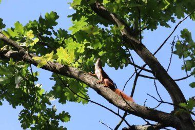 Ağaç dalında oturan sincabın yakınına. Hayvan detayları ve orman çevresini vurgulayan vahşi yaşam, doğa ve makro fotoğrafçılık için mükemmel..