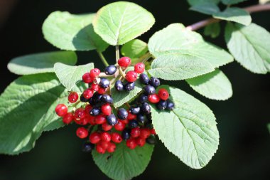 Viburum dalını siyah ve kırmızı böğürtlenlerle kapatın. Canlı renkler ve böğürtlen dokularını vurgulayan makro, doğa ve bahçe fotoğrafçılığı için mükemmel..