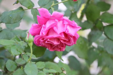 Bir lahana gülünün (stolista gülü) yakınında katmanlı yapraklar ve narin dokular sergilenir. Çiçek detaylarını vurgulayan makro, bahçe ve doğa fotoğrafçılığı için ideal..