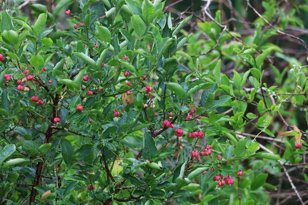 Ayırt edici yaprakları ve meyveleri olan Avrupa Milli Ağacı dalı. Euonymus europaeus olarak bilinen bu bitki, süs değeri ve sonbahar renkleriyle doğada ve bahçelerde popülerdir..