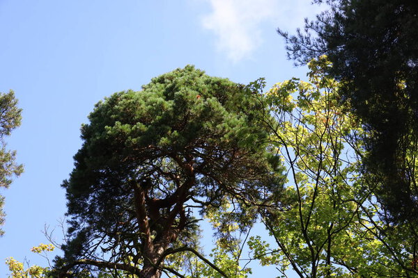 Крупный план хвойных и лиственных деревьев навесы против ясного голубого неба. Перфект для природы, леса и ландшафта Фотографирование подсветки листвы и природных текстур.