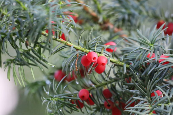 Закрыть ягодную ветку с спелыми фруктами. Перфект для макро-, природных и садовых фотографий, подсветка деталей, цветов и текстур ягод.