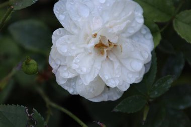 Yaprakların üzerine çiğ damlaları ve arka planda açılmamış bir tomurcukla beyaz bir gülü kapat. Damlalar yeni ve narin bir görünüm yaratıyor, makro fotoğrafçılık için mükemmel..