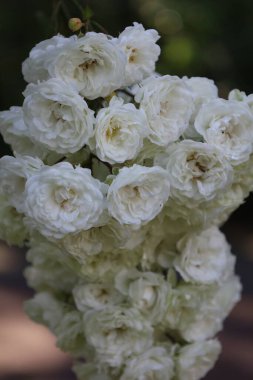 Beyaz bir buzdağı gülü, parlak ve narin yapraklarıyla bilinen popüler bir çalı türü. Bahçe, makro ve doğa fotoğrafçılığı için ideal..