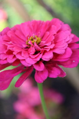 Zinnia elegans 'a yakın, parlak renkleri ve zarif taç yapraklarıyla tanınan, bahçelerde ve çiçek bahçelerinde yetişen popüler yıllık bir çiçek..