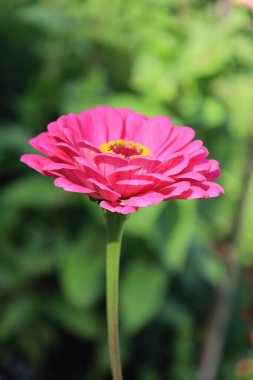 Zinnia çiçeğinin yakınında, sık sık bahçelerde ve çiçeklerde kullanılan parlak renkleri ve narin taç yapraklarıyla tanınan popüler bir bitki..
