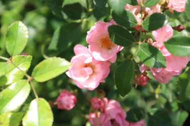 Pembe GrottenDorst gülü, ince pembe taç yapraklarını ve karmaşık çiçek yapısını gözler önüne seriyor. Bahçeler, çiçek aranjmanları ve makro fotoğrafçılık için mükemmel..
