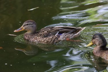 Vahşi ördek temiz suda yüzüyor. Yumuşak yansımalı doğal yaşam sahnesi, doğa, ekoloji, seyahat ve hayvan temalı ideal.