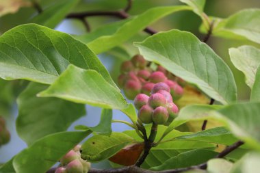 Manolya dalına yakın plan pembe ve kırmızı tonlarda uzatılmış meyveler. Doğal botanik detayı mevsimsel güzelliği ve süs bitkisi yapısını vurguluyor.