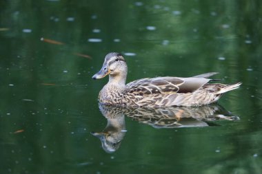 Vahşi ördek temiz suda yüzüyor. Yumuşak yansımalı doğal yaşam sahnesi, doğa, ekoloji, seyahat ve hayvan temalı ideal.