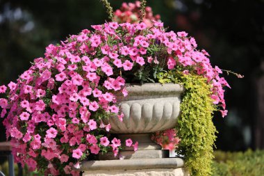 Sulfinia 'nın yakınlarında, bir grup petunya, güzel bir kompozisyonda şelaleler açan canlı çiçekleri gösteriyor. Bahçeler, çiçek süslemeleri ve makro fotoğrafçılık için ideal..