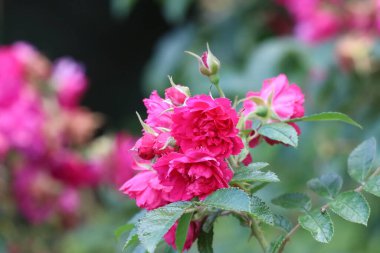 Yeşil yaprakları, tomurcukları ve dikenli sapları olan pembe bir gül çalısına yakın plan. Makro ayrıntıları doğal güzelliği ve hassas taç yapraklarını vurgular.