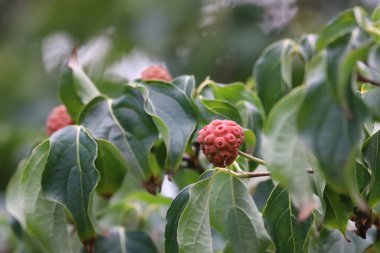 Yeşil yapraklar üzerinde Cowberry meyvesinin (Aşı vitis-idaea) yakın çekimi. Makro çekim bu küçük yenilebilir böğürtlenin dokusunu, rengini ve doğal detaylarını vurguluyor.