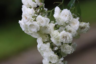 Beyaz bir buzdağı gülü, parlak ve narin yapraklarıyla bilinen popüler bir çalı türü. Bahçe, makro ve doğa fotoğrafçılığı için ideal..