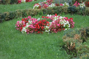 Tropikal renklerde canlı bir petunya çiçeğinin yakın çekimi. Manzara tasarımı için mükemmel. Detaylı taç yaprakları, yeşillik ve renkli çiçek düzenlemeleri..