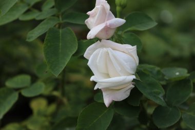 Beyaz bir gülün yakın çekimi, muhtemelen kristal çeşididir. Makro çekim hassas yapraklar, yeşil yapraklar ve doğal ışıkta ince detaylar vurgular.